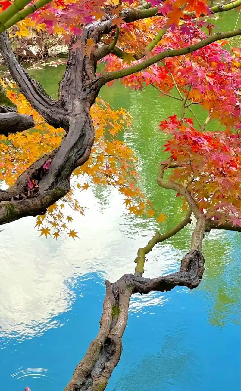 Hình nền mùa thu đẹp tĩnh lặng