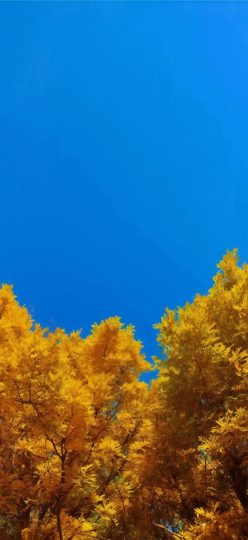 Hình nền mùa thu đẹp tinh tế