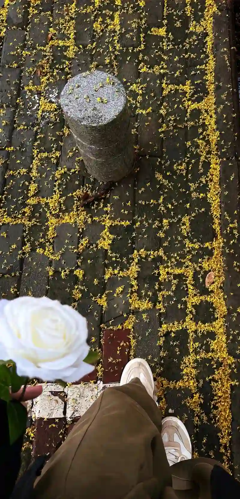 Hình nền mùa thu đường phố lãng mạn