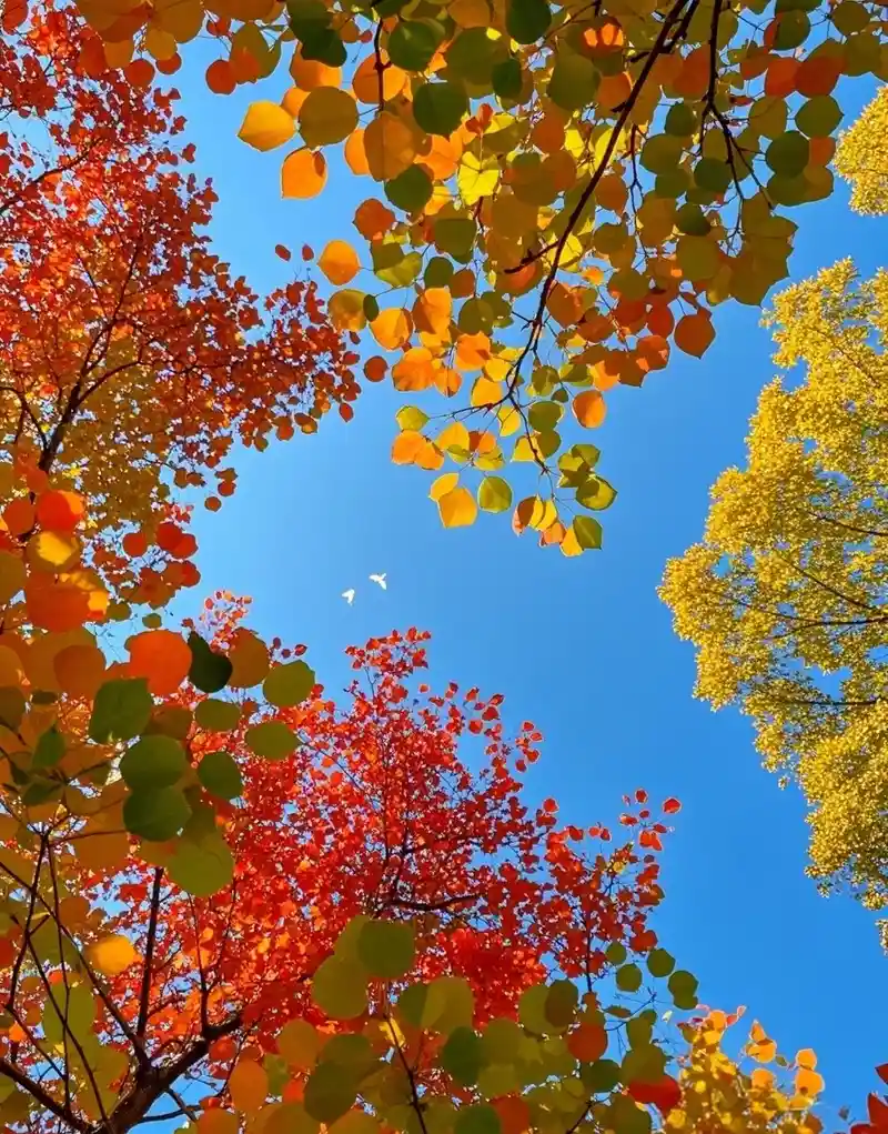 Hình nền mùa thu gió nhẹ thoảng qua