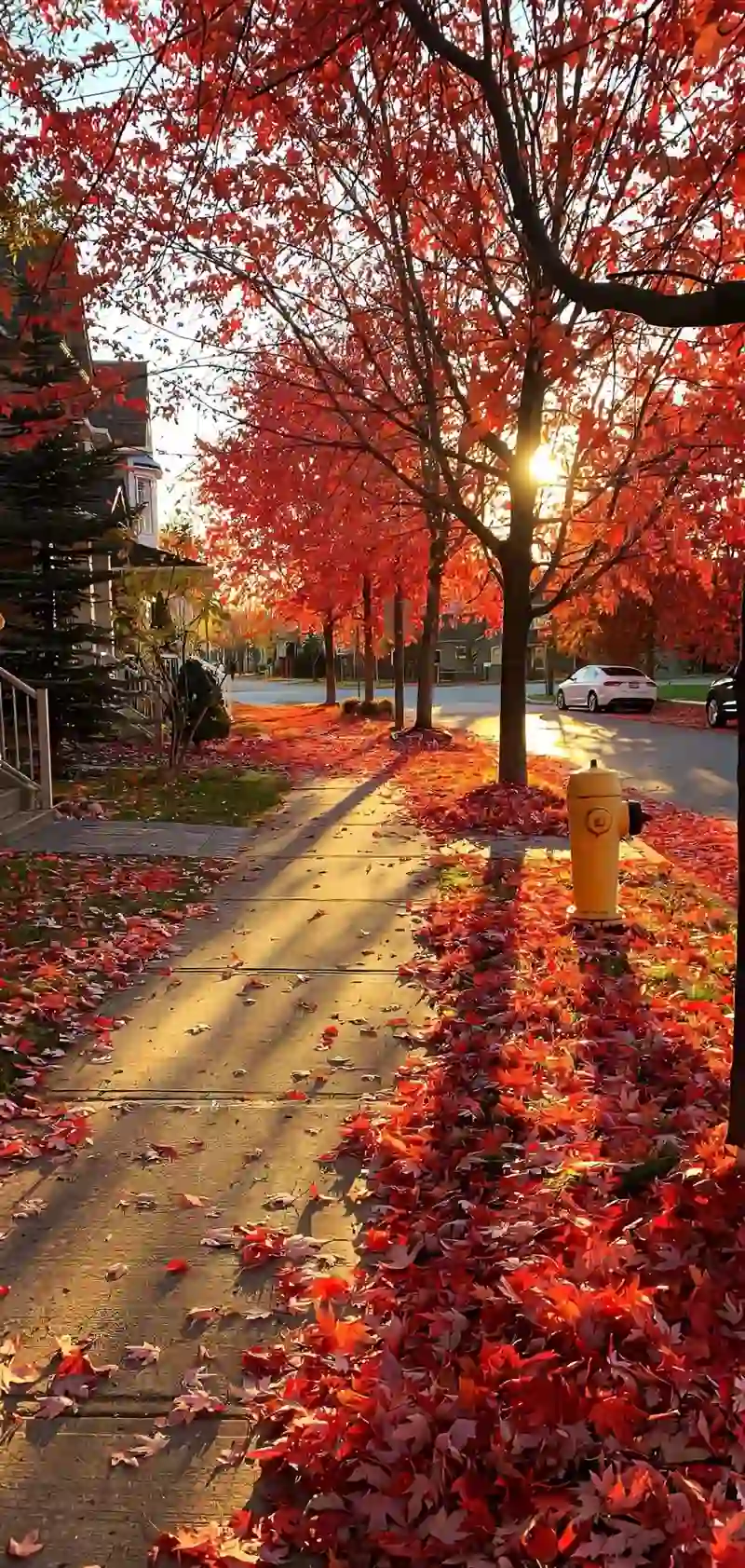 Hình nền mùa thu không gian yên bình