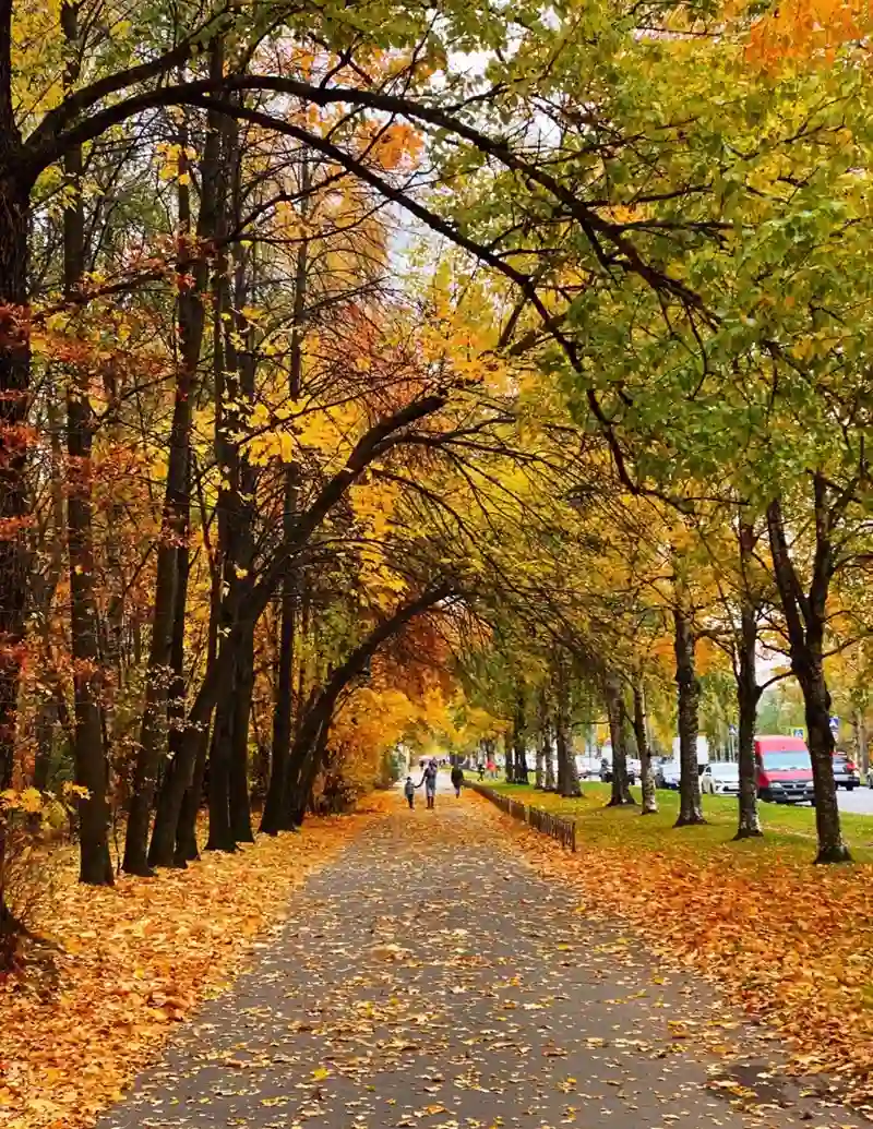 Hình nền mùa thu mang sắc thu dịu dàng