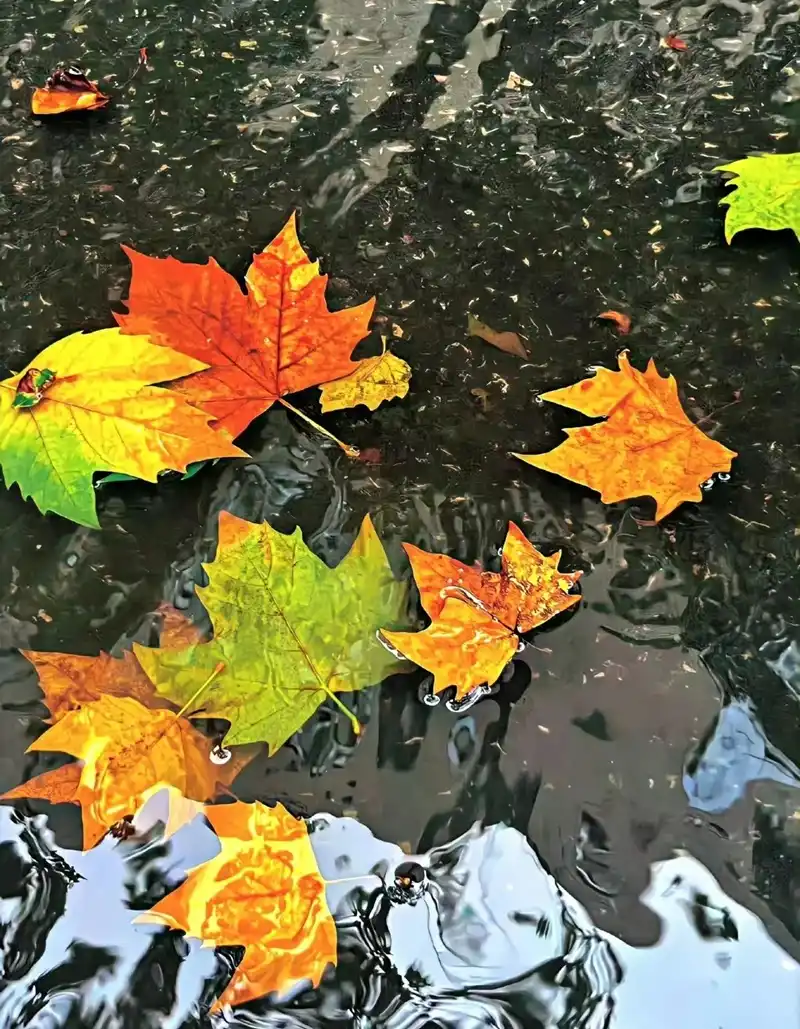 Hình nền mùa thu phong cảnh hữu tình