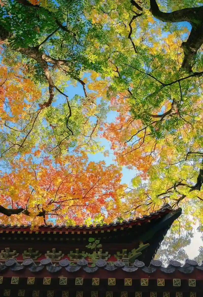 Hình nền mùa thu phong cảnh lãng mạn