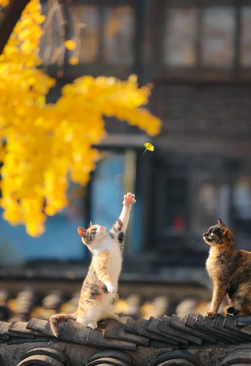 Hình nền mùa thu phong cảnh sáng dịu