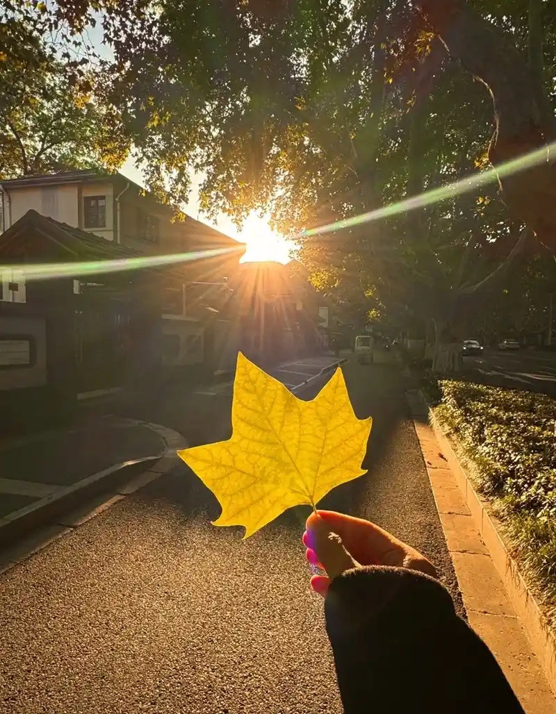 Hình nền mùa thu sắc vàng ấm áp