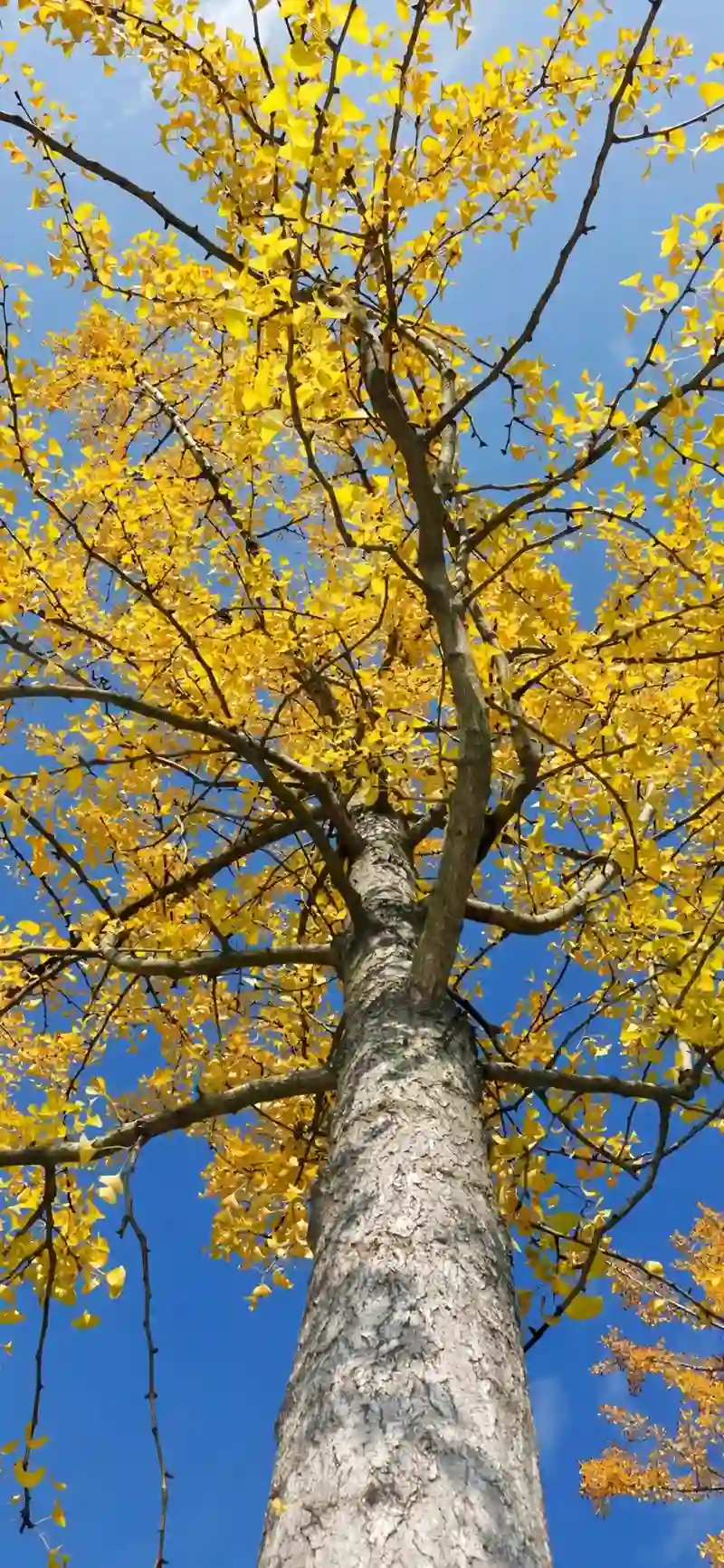 Hình nền mùa thu thiên nhiên thơ mộng