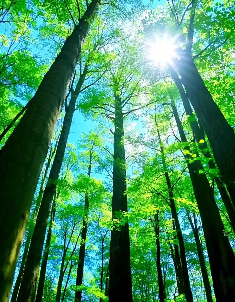 Hình nền phong cảnh núi rừng hòa mình vào thiên nhiên