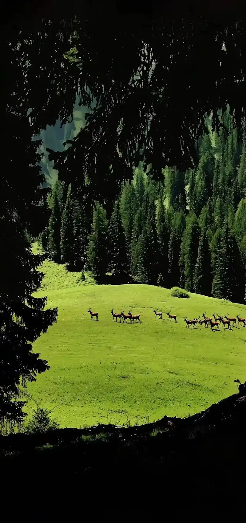 Hình nền phong cảnh núi rừng phù hợp mọi thiết bị