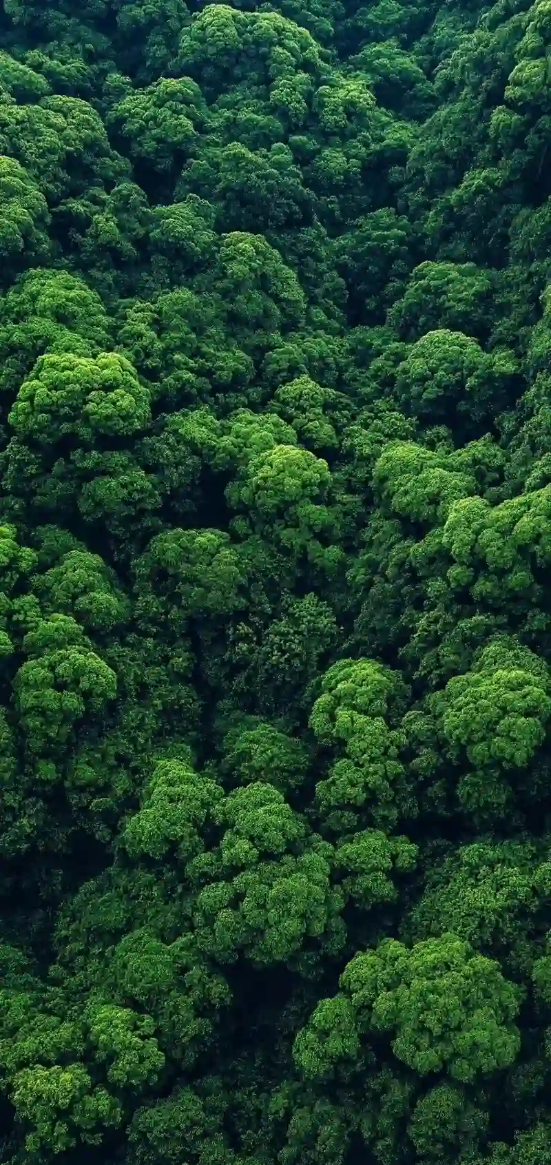 Hình nền phong cảnh núi rừng tràn đầy năng lượng