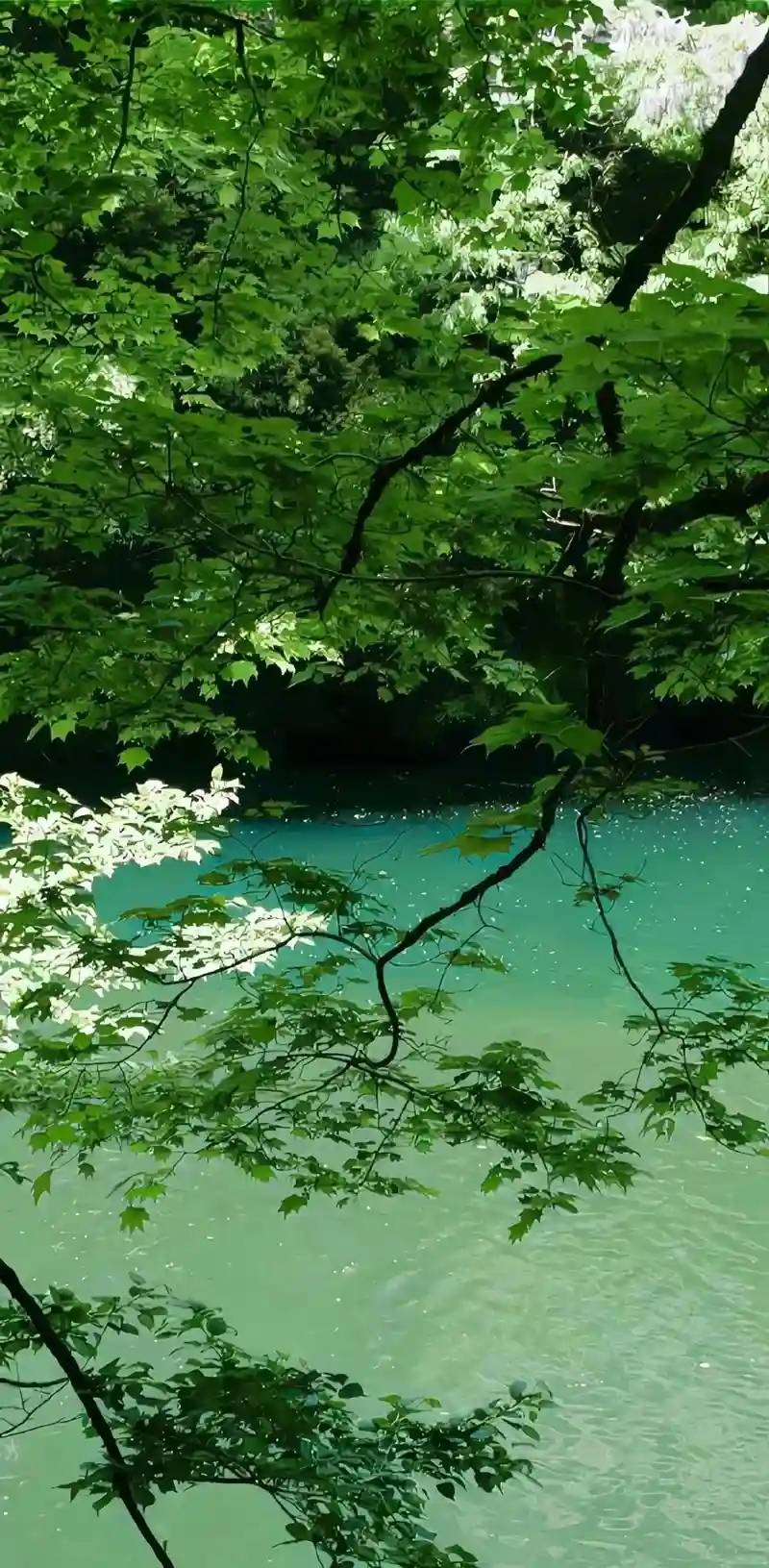 Hình nền thiên nhiên đẹp ánh sáng tự nhiên