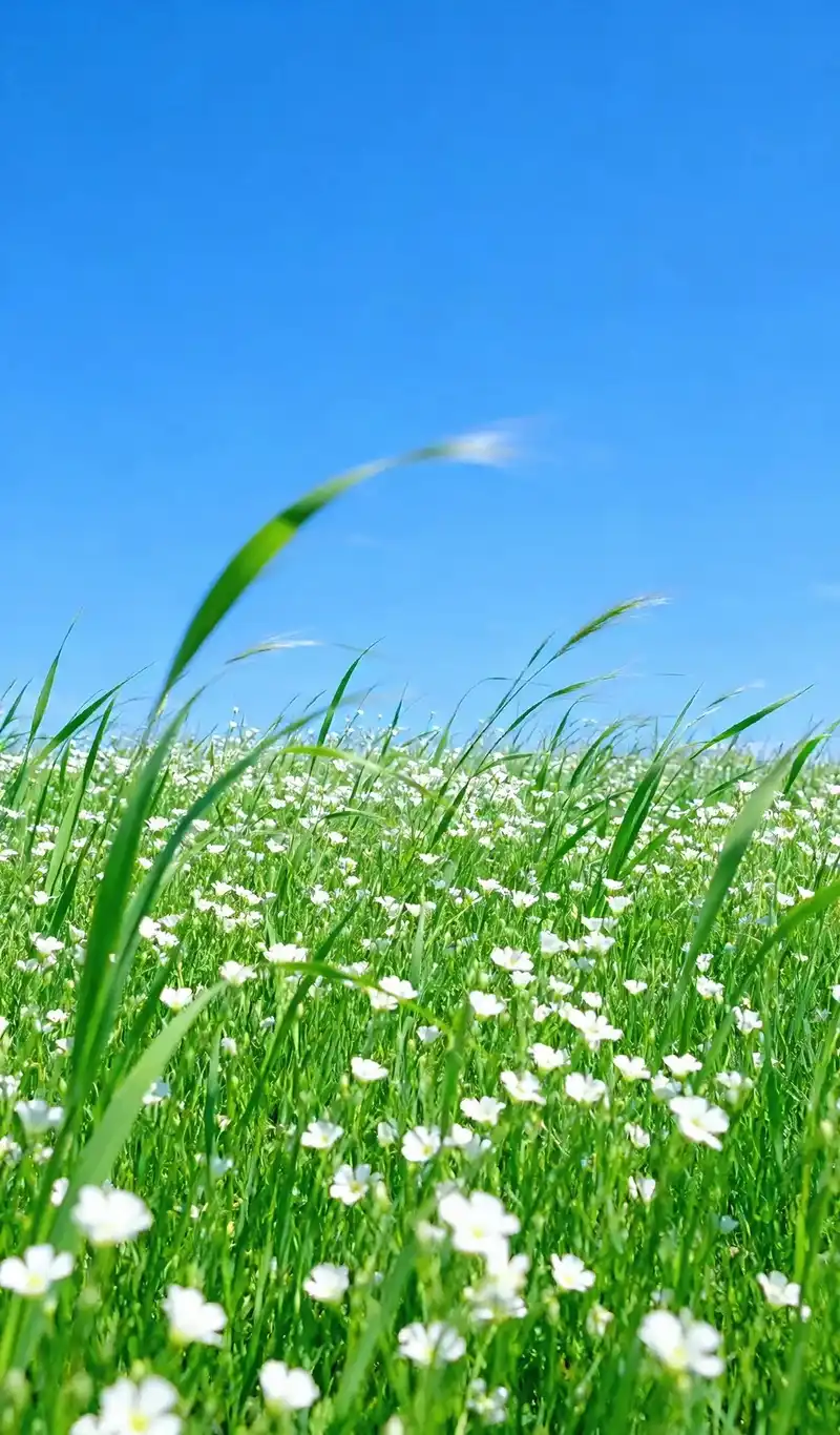 Hình nền thiên nhiên đẹp cảnh bình minh