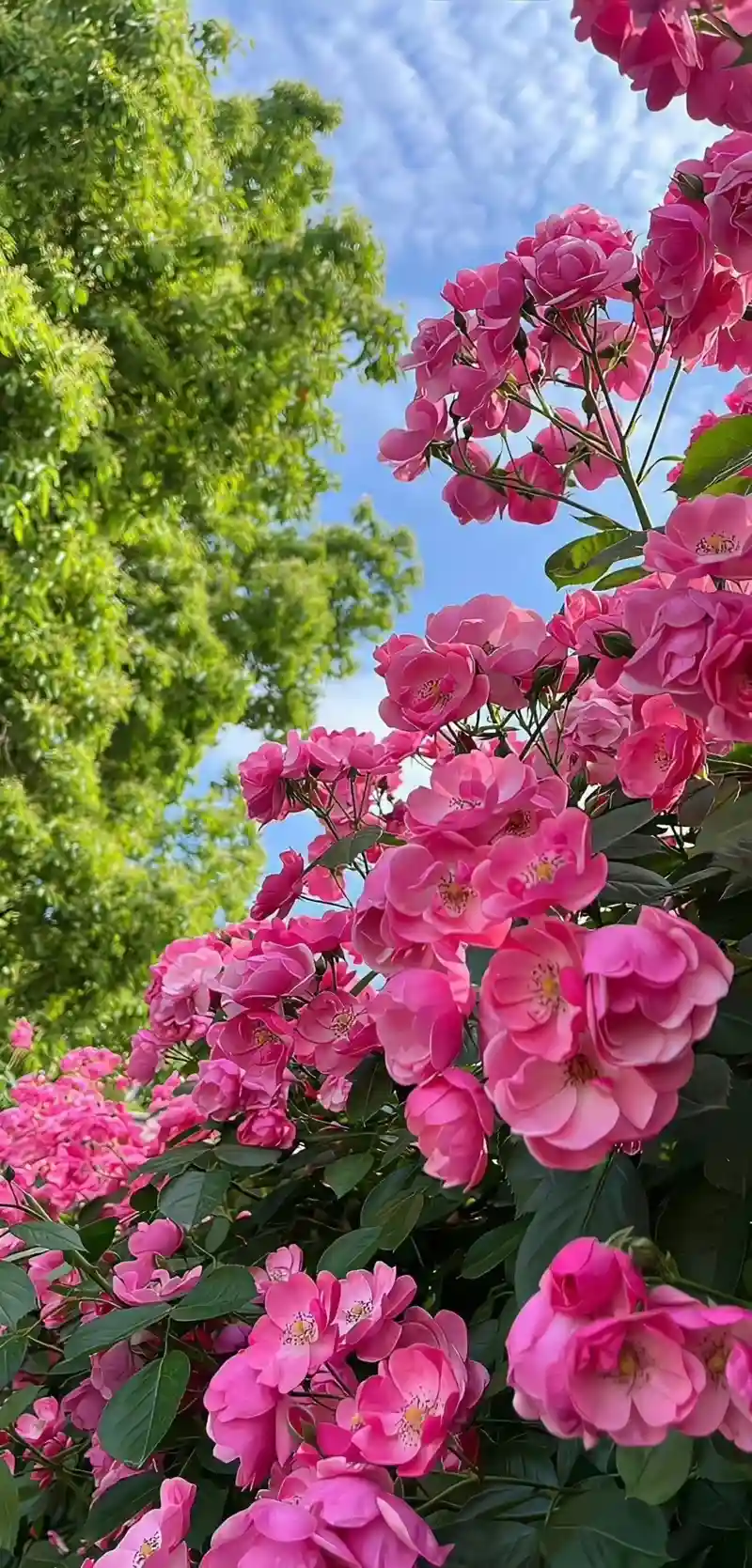 Hình nền thiên nhiên đẹp cảnh sương sớm