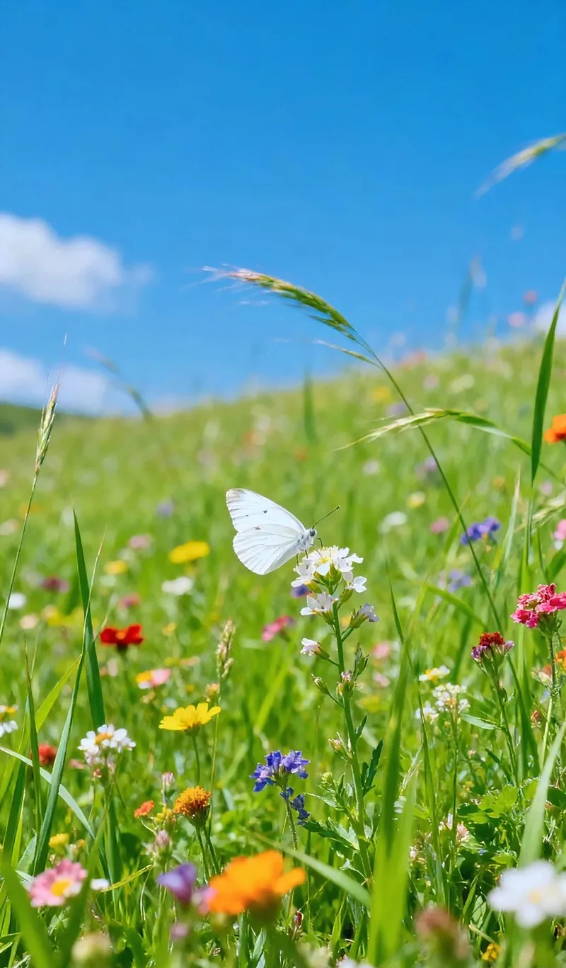 Hình nền thiên nhiên đẹp đồi cỏ xanh mướt