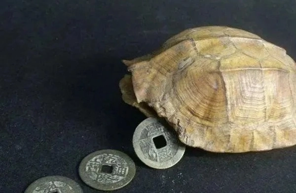 Hình rùa phong thủy ánh sáng nhẹ nhàng