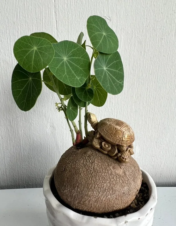 Hình rùa phong thủy đẹp mang ý nghĩa trường thọ