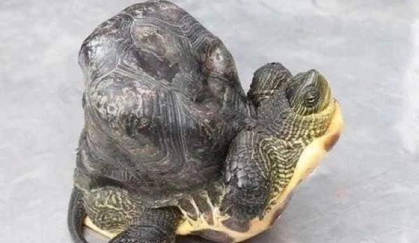 Hình rùa phong thủy phong cách tự nhiên