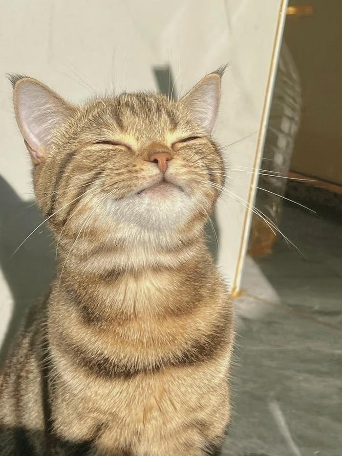 ảnh avatar mèo xinh