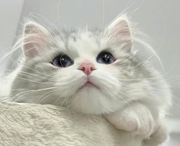 ảnh đại diện mèo dễ thương