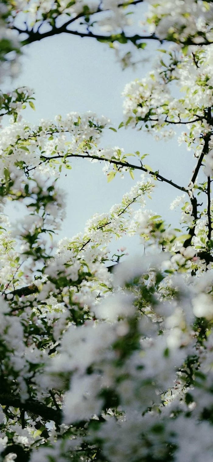 ảnh hoa nở nghệ thuật tối giản