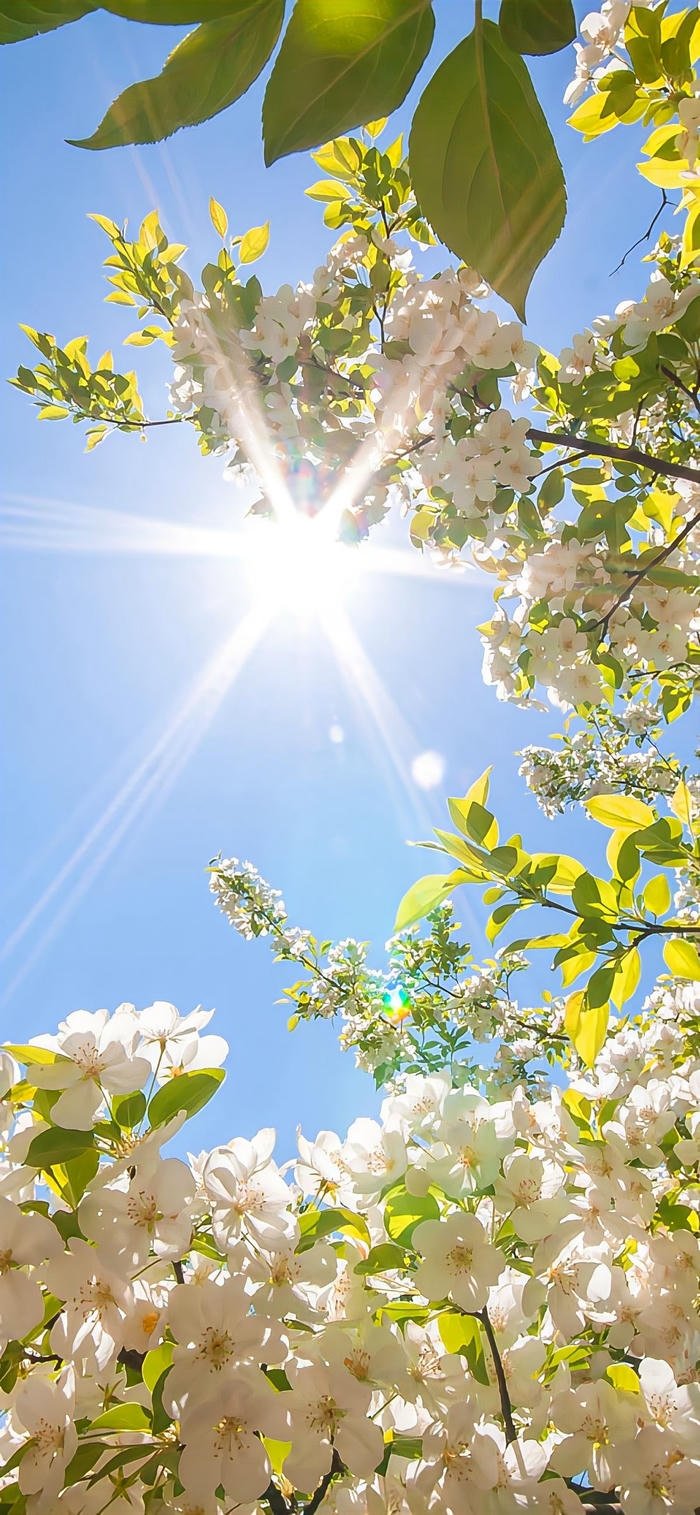 ảnh hoa nở nghệ thuật tự nhiên