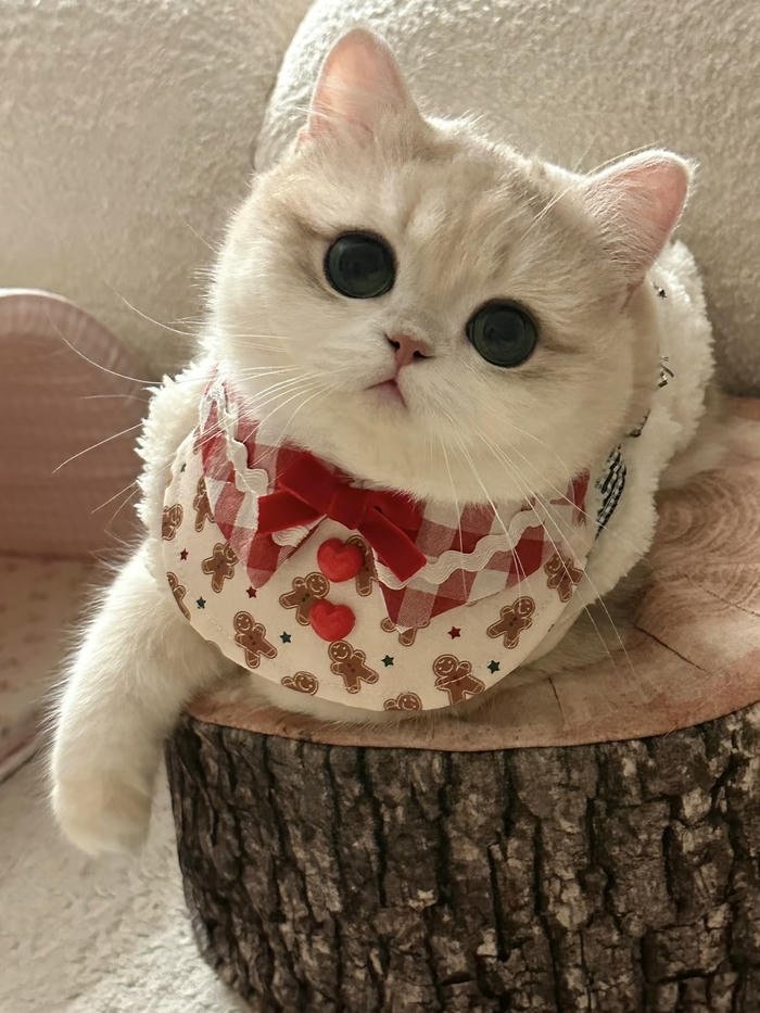 ảnh mèo cute làm avatar