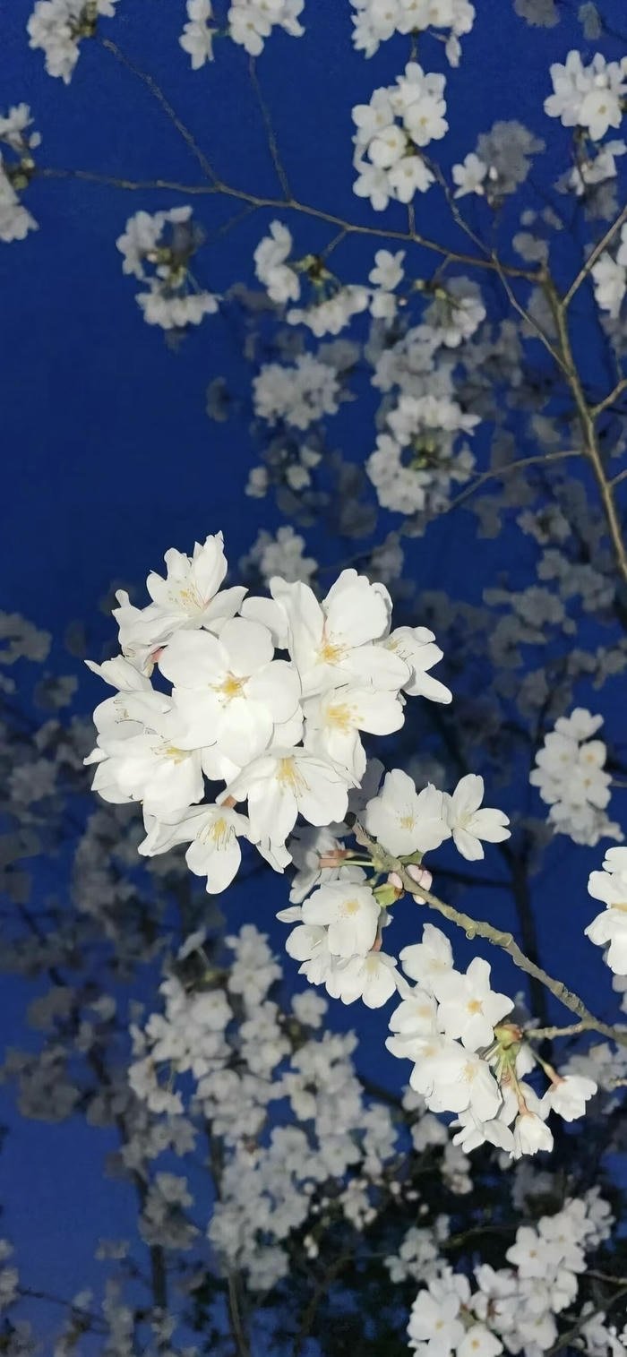 ảnh nền hoa đẹp