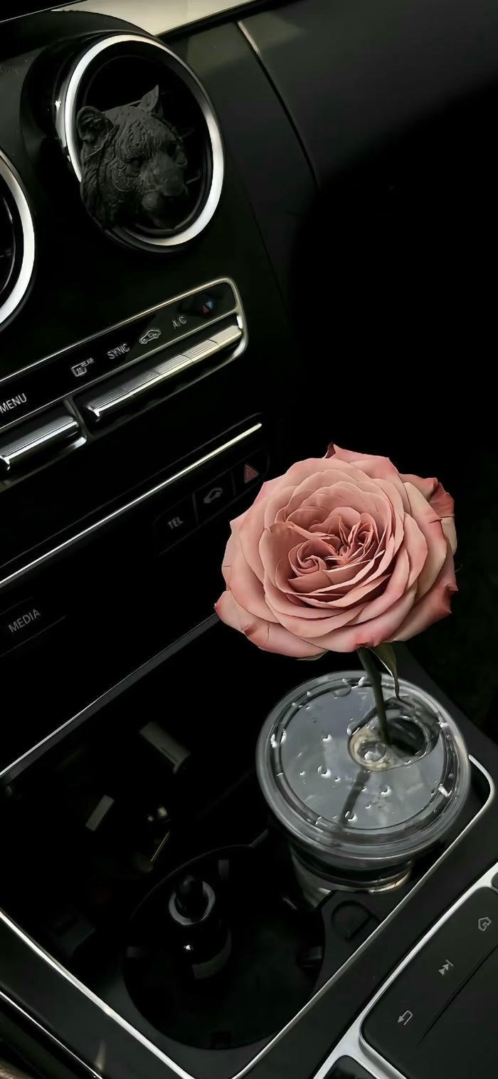 ảnh nền hoa hồng đơn giản