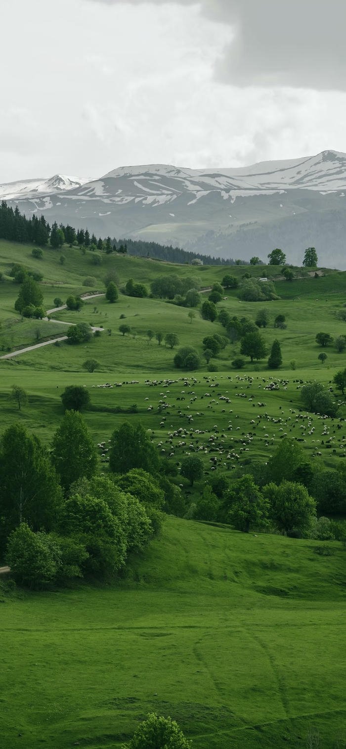 ảnh nền núi rừng