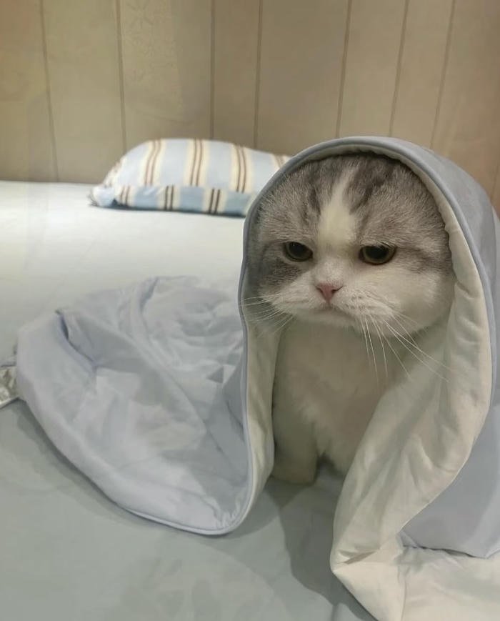 avatar ảnh mèo dễ thương