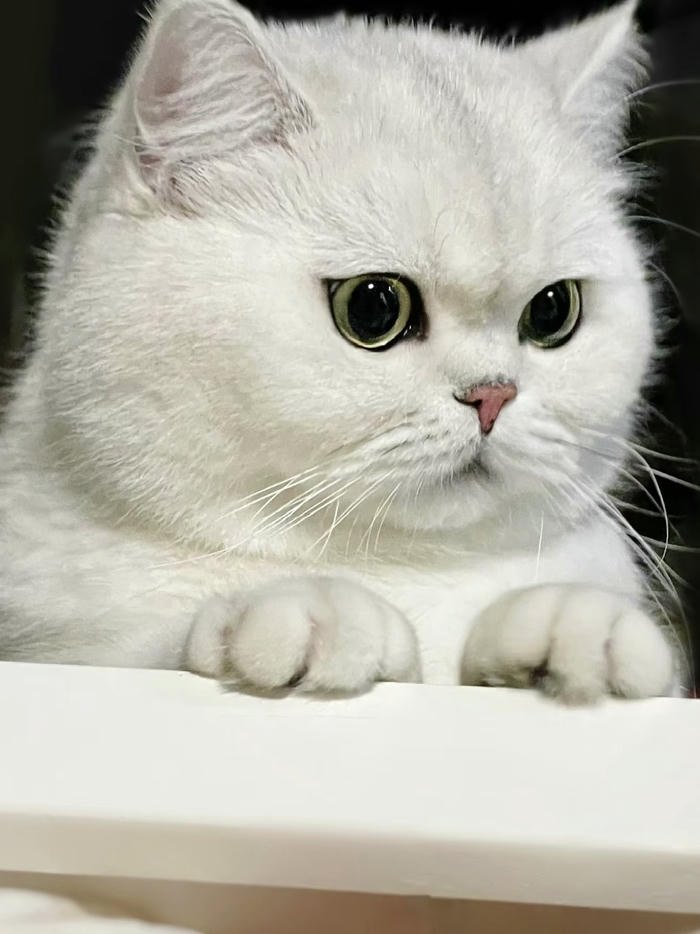 avatar mèo aesthetic dễ thương