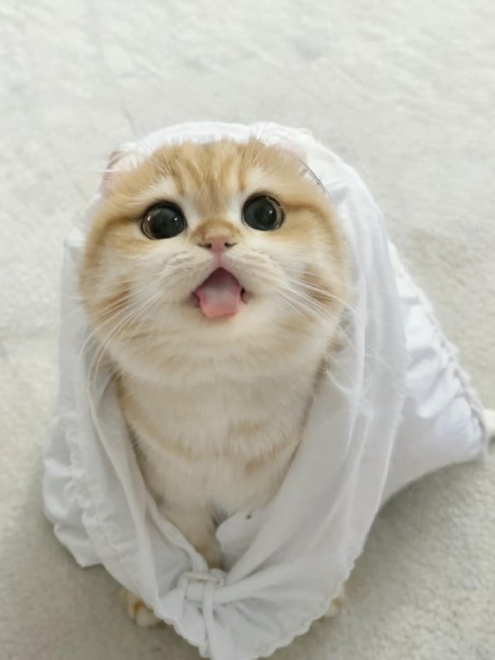 avatar mèo baby đáng yêu