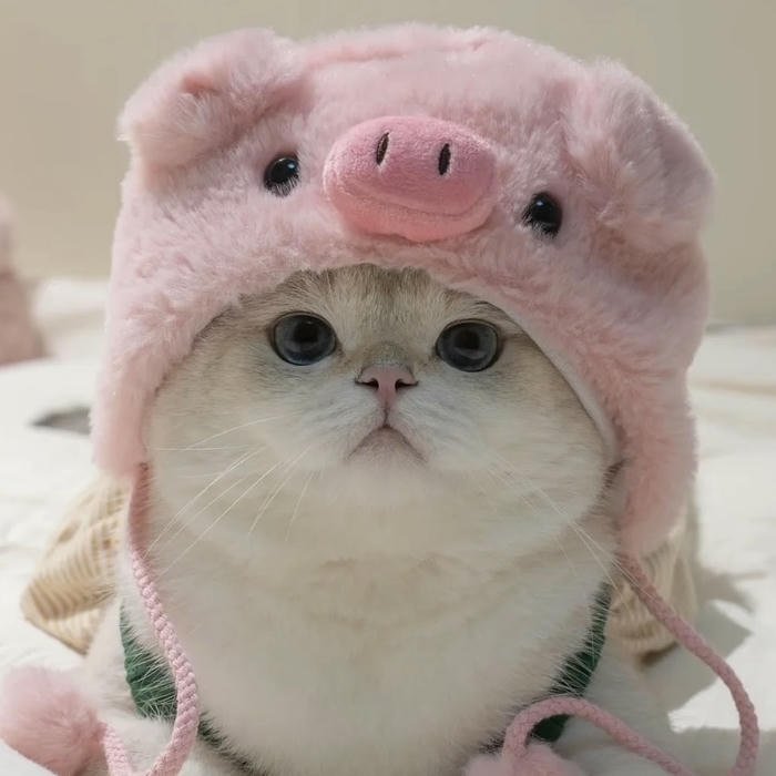 avatar mèo con dễ thương