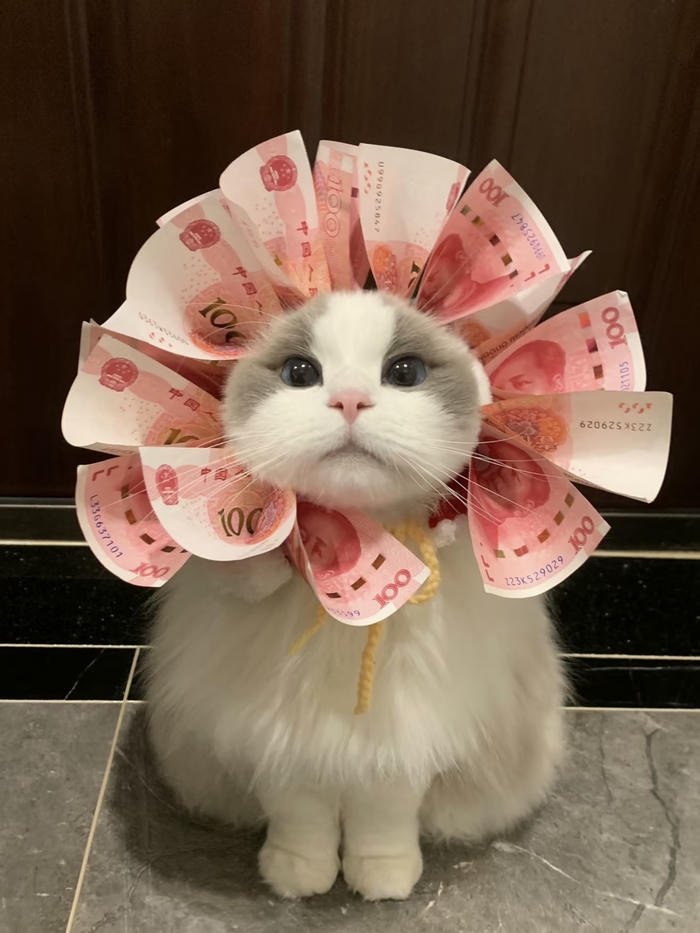 avatar mèo cute cho điện thoại