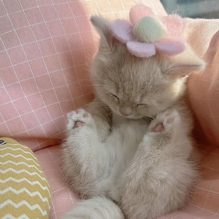 avatar mèo cute cho facebook