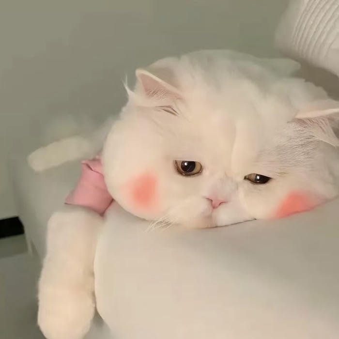 avatar mèo cute dễ thương nhất