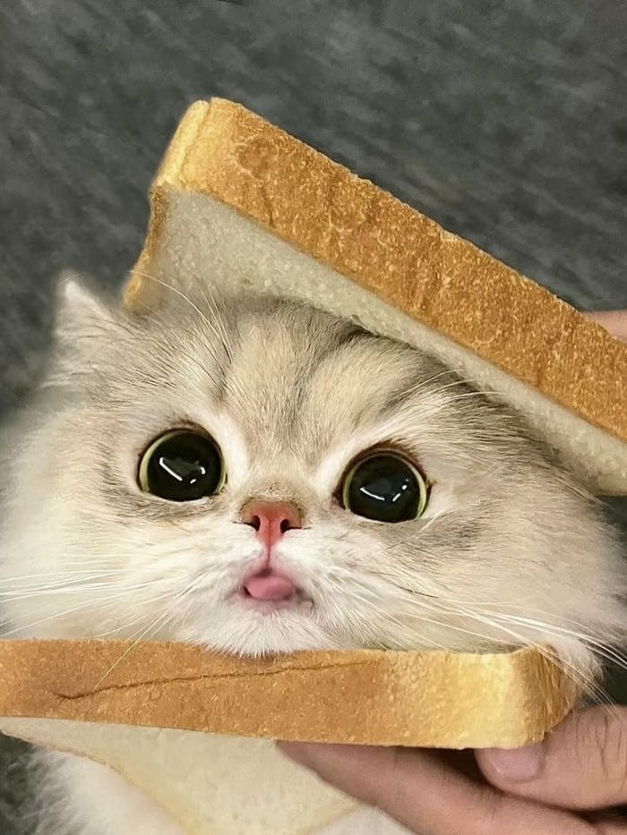 avatar mèo dễ thương full HD