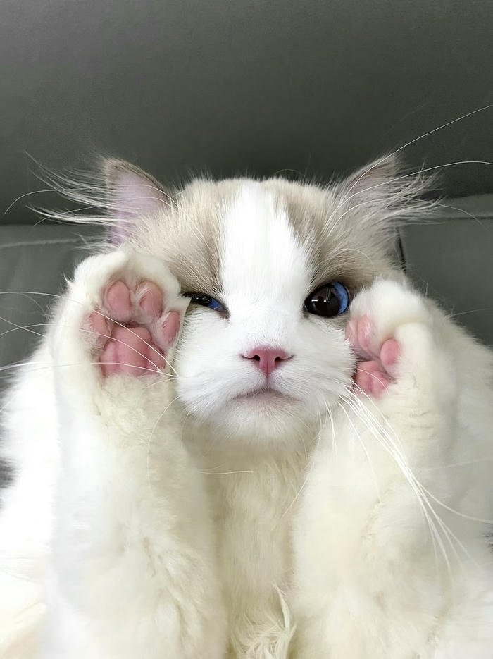 avatar mèo trắng dễ thương