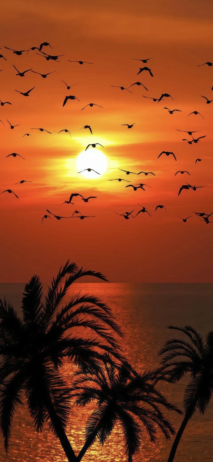 các ảnh nền hoàng hôn ngoài trời