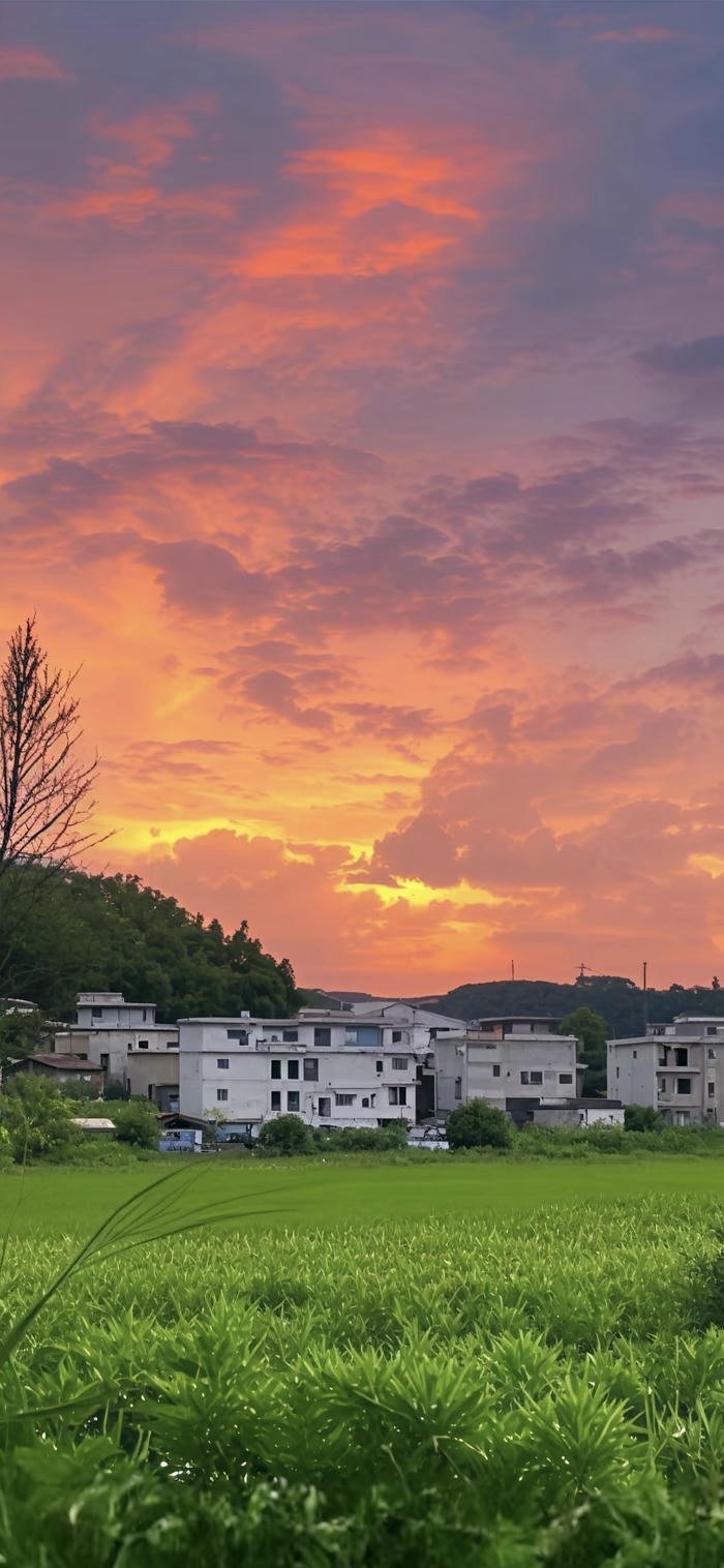 các ảnh nền phong cảnh hoàng hôn trên đồng cỏ