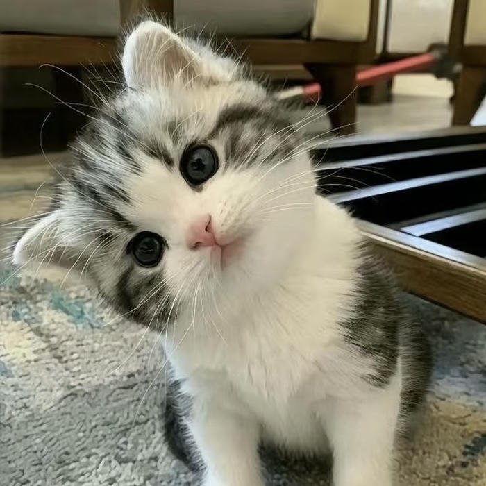 các avatar mèo đáng yêu