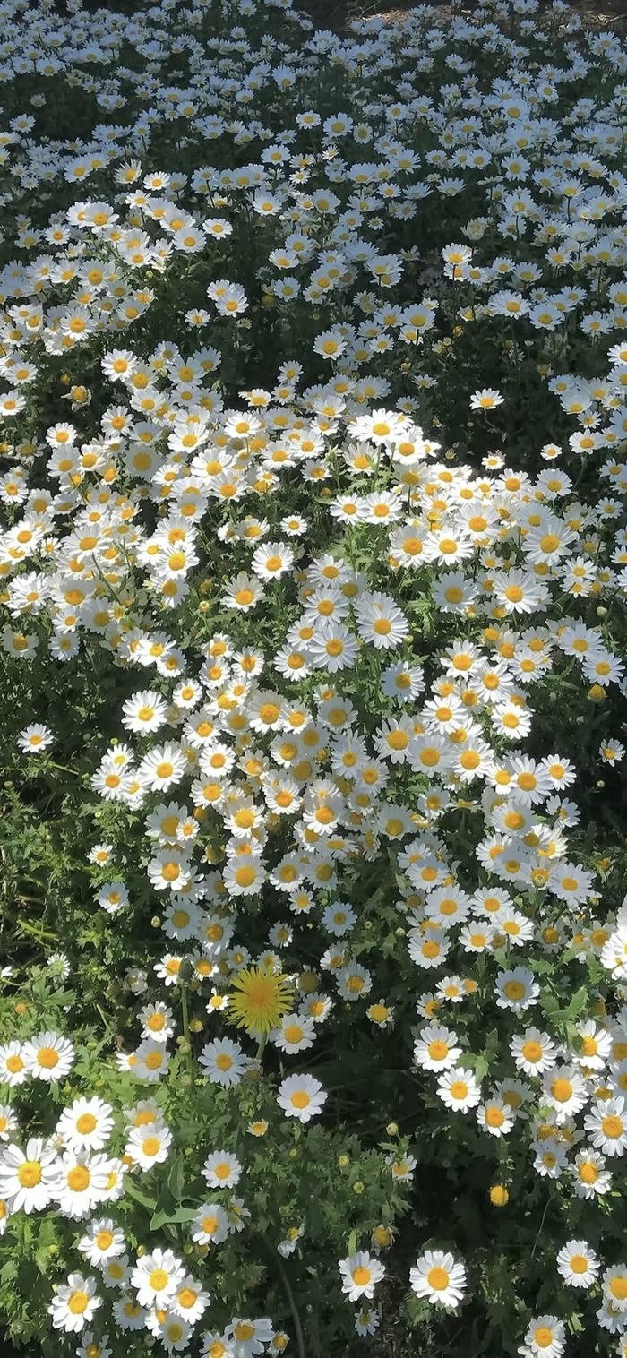 các hình nền hoa cúc dưới nắng