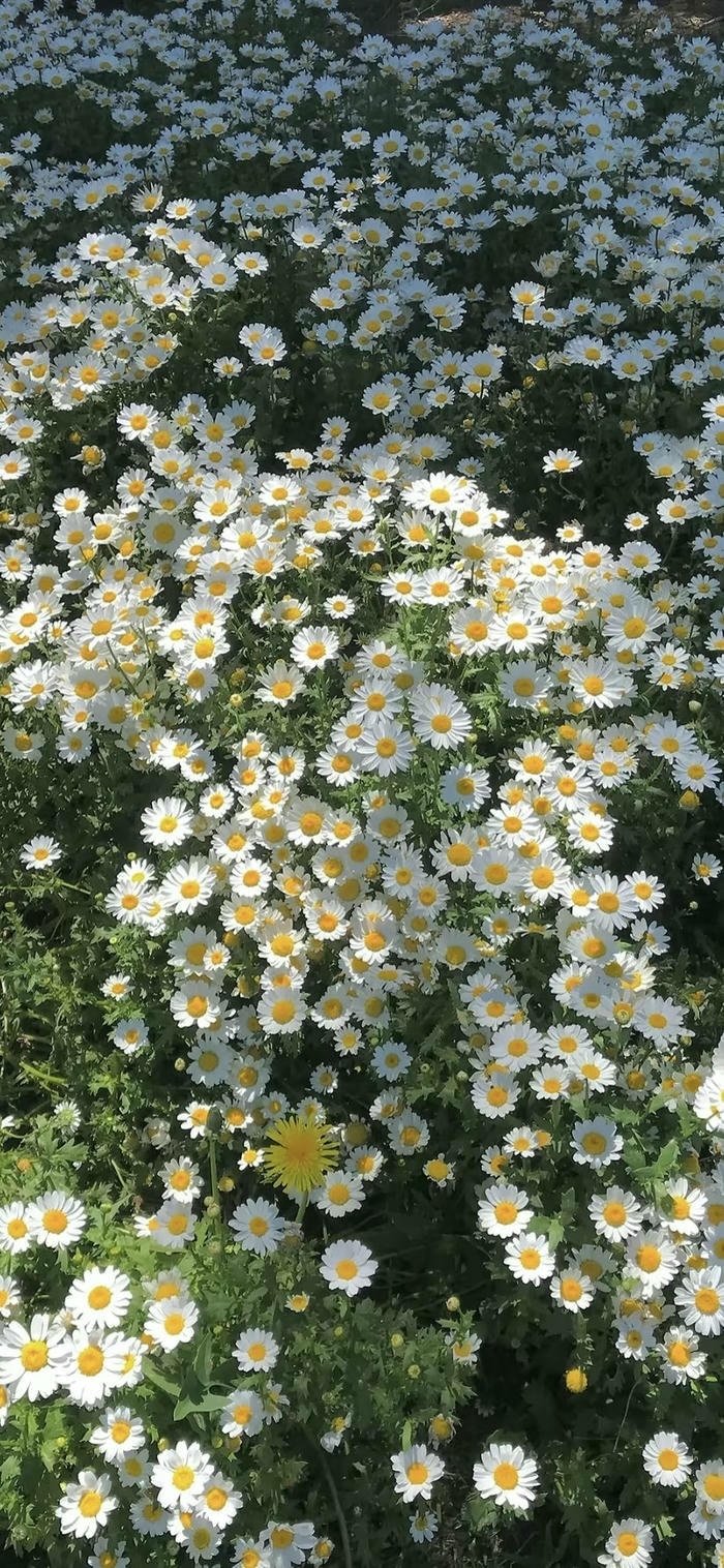 các hình nền hoa cúc nở dưới nắng