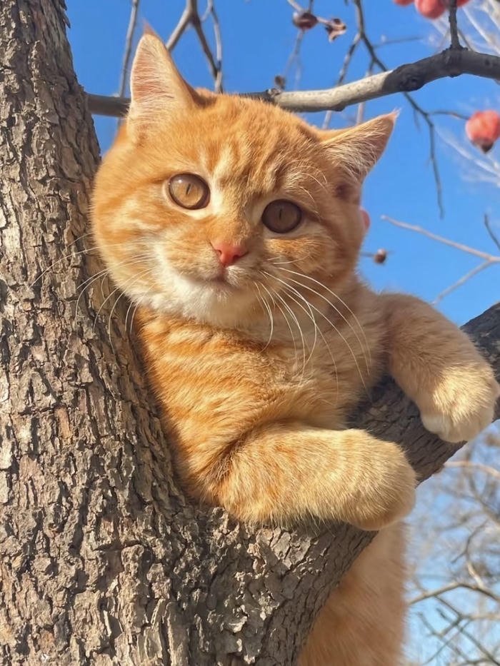 hình avatar mèo dễ thương cho zalo