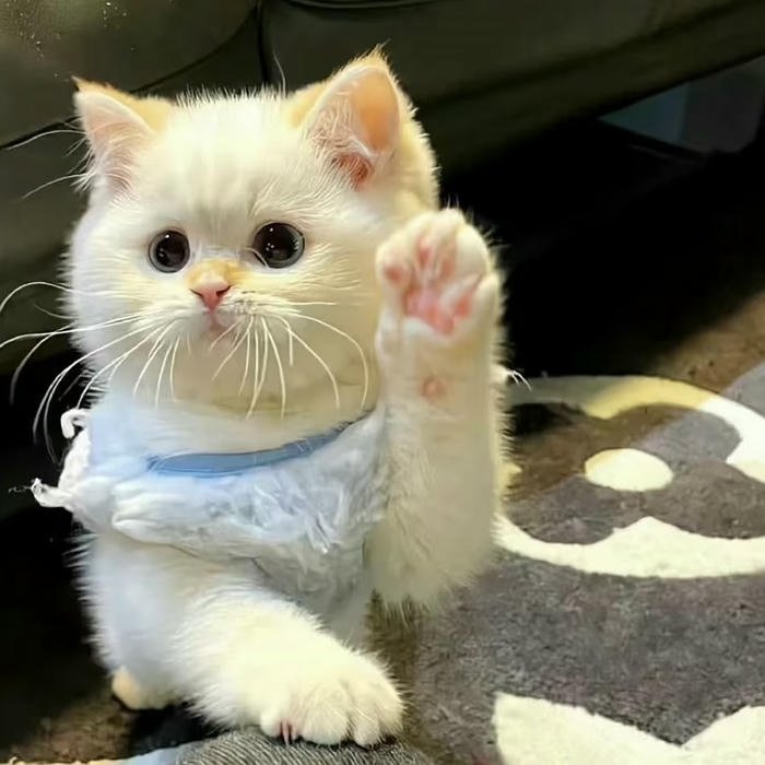 hình đại diện mèo dễ thương