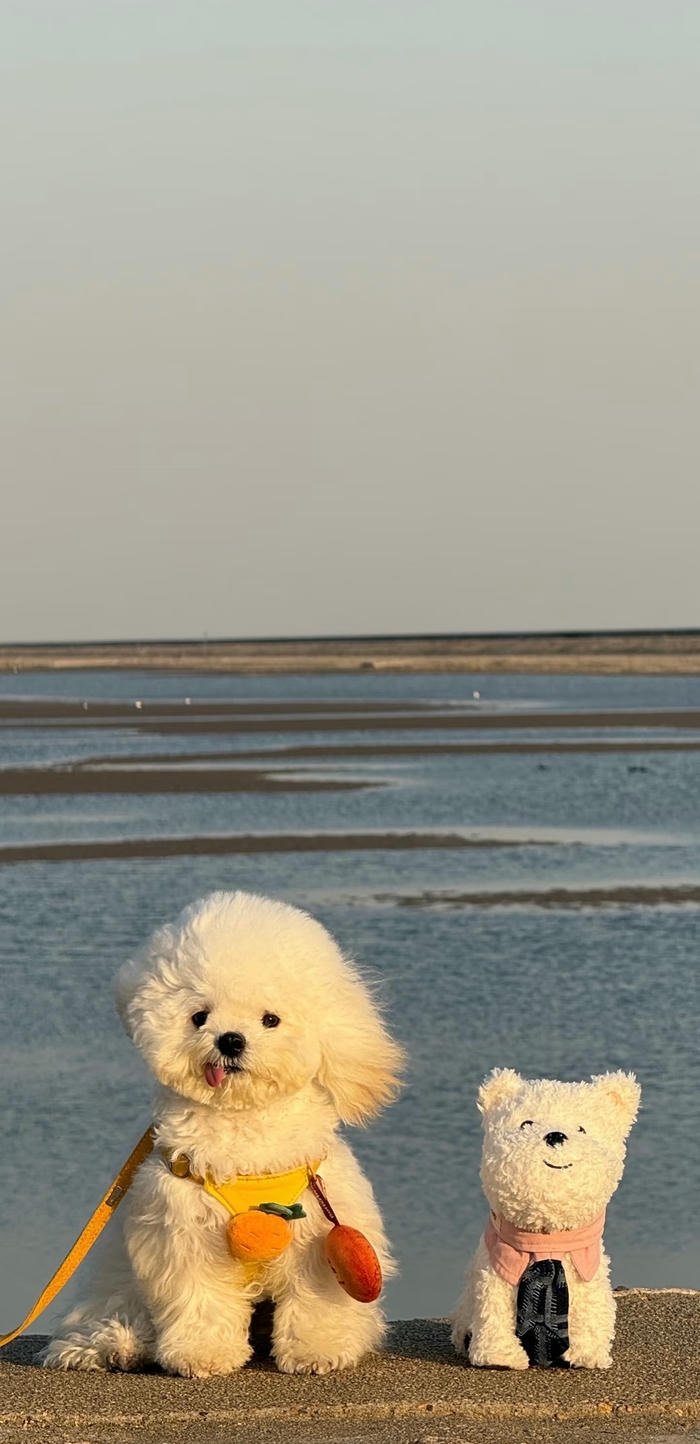 hình nền 2 chú chó cute hình nền 2 chú chó cute