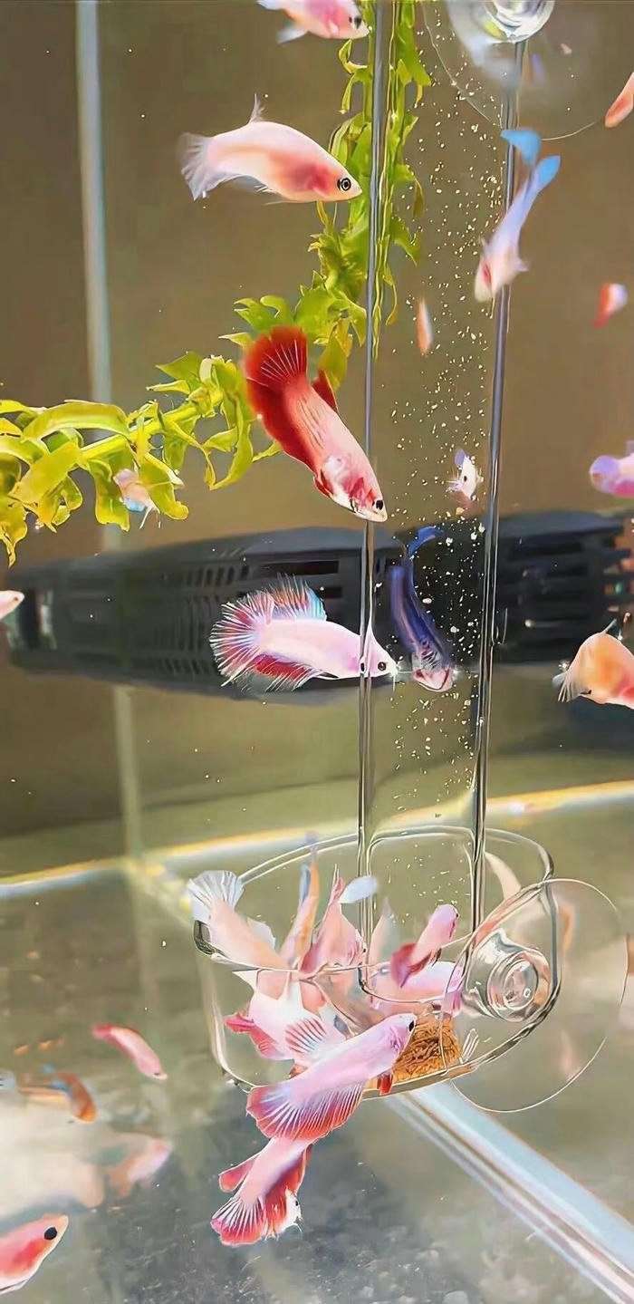 hình nền cá dễ thương full HD