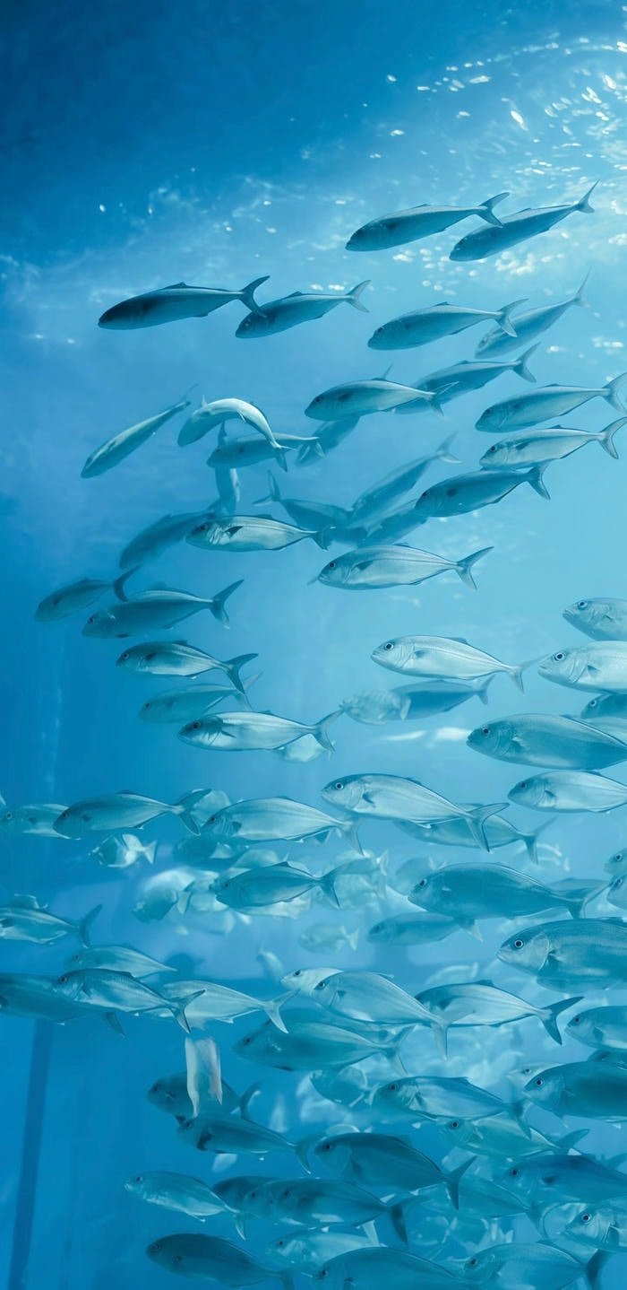 hình nền cá dưới biển hình nền cá dưới biển