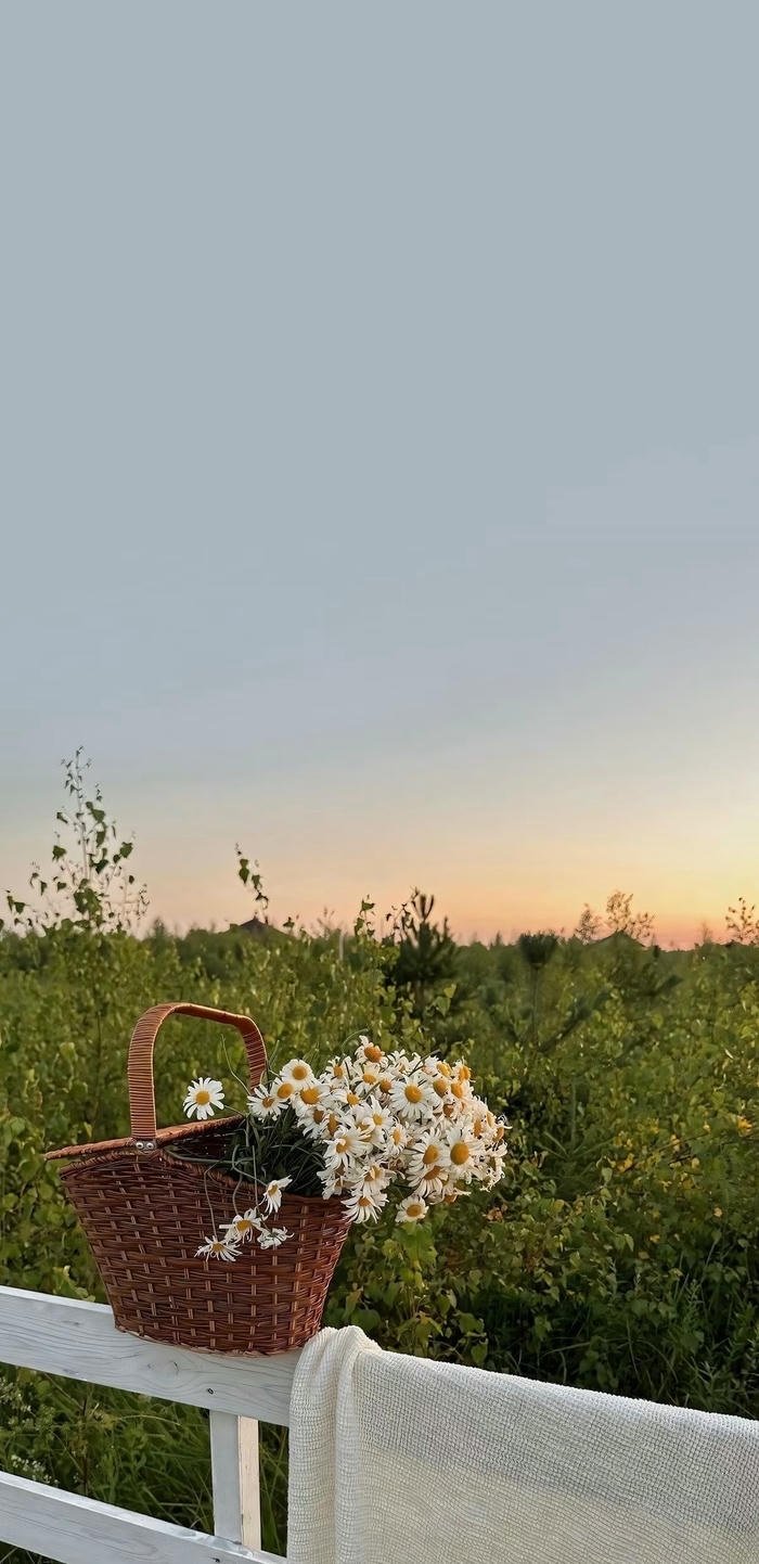 hình nền cánh đồng đẹp