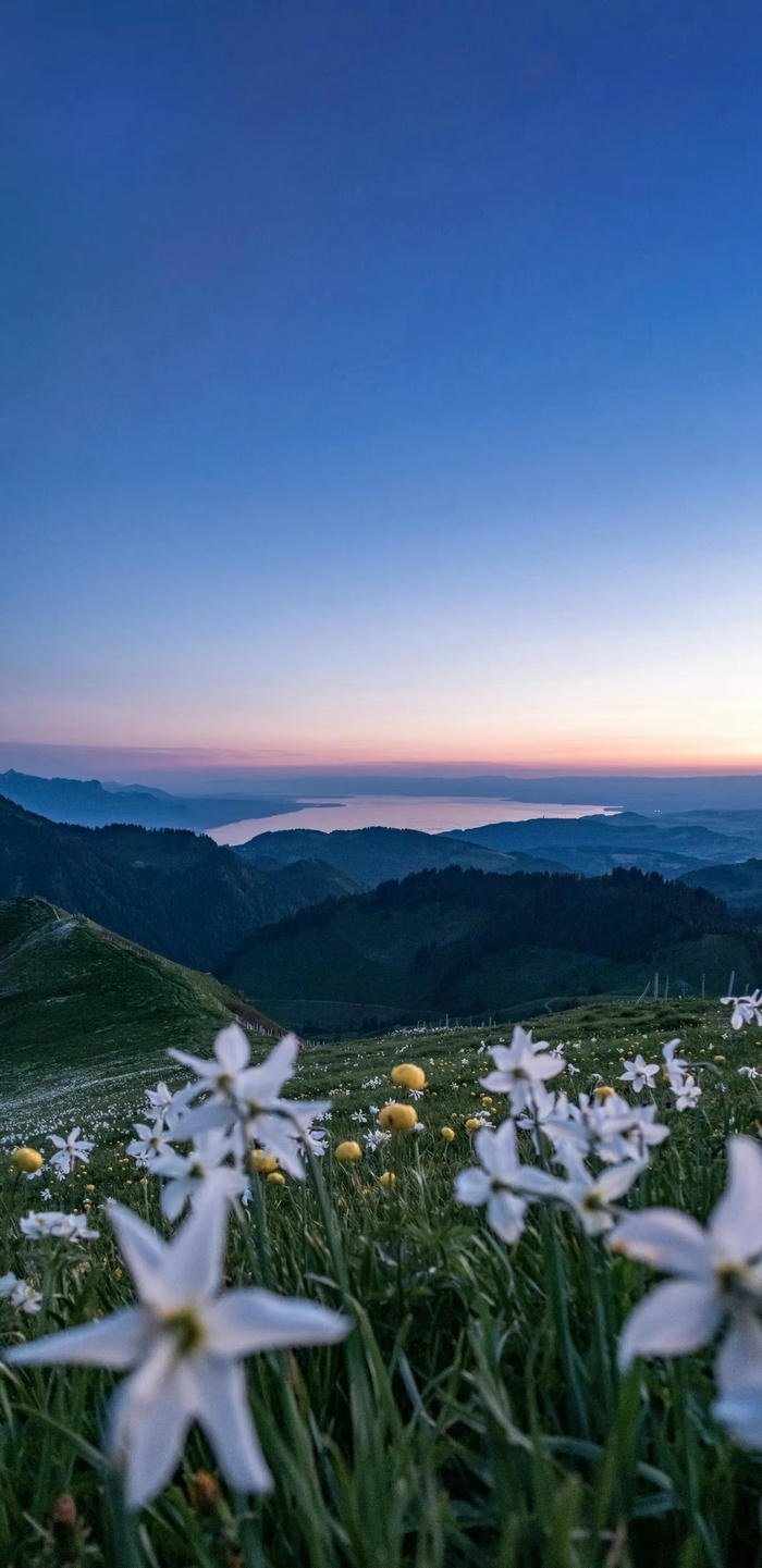 hình nền cánh đồng hoa đẹp hình nền cánh đồng hoa đẹp